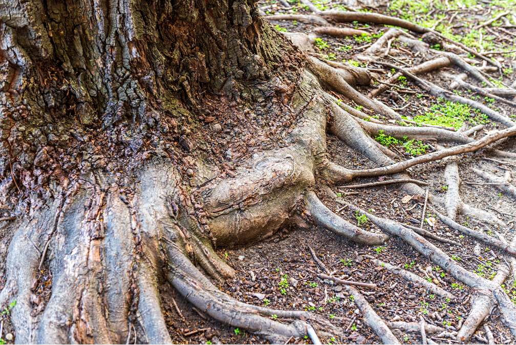 What Happens When Tree Roots Grow into Your Sewer Line? A Broken Sewer Line Repair Contractor in Deer Park, Illinois Explains